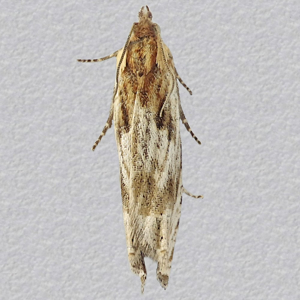 Image of Hoary Bell - Eucosma cana