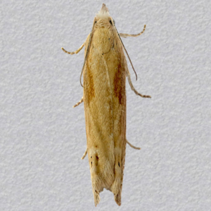 Image of Two-coloured Bell - Eucosma obumbratana*