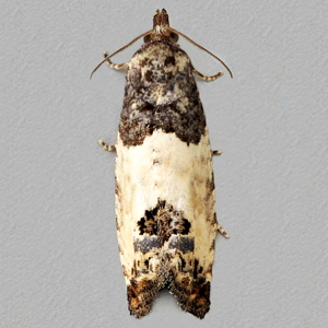 Image of Bud Moth - Spilonota ocellana