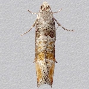 Image of Pine Leaf-mining Moth - Clavigesta purdeyi