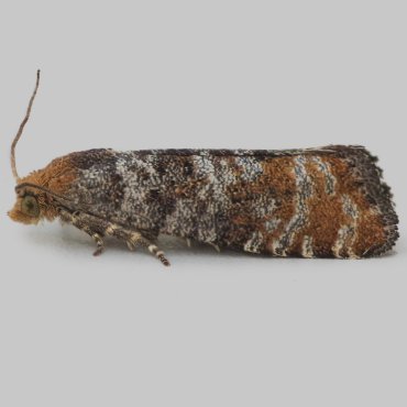 Picture of Pine Bud Moth - Pseudococcyx turionella*