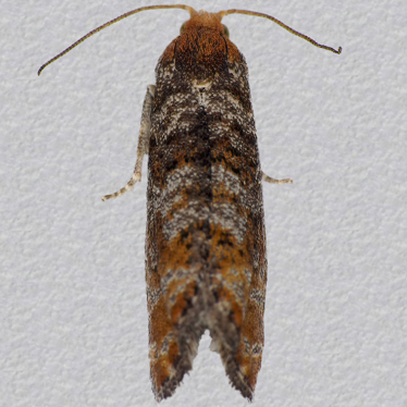 Top - 3