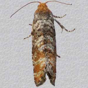 Image of Pine Bud Moth - Pseudococcyx turionella*