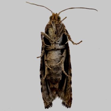 Alternate view