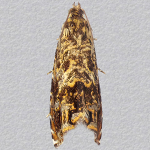 Image of Cherry Bark Moth - Enarmonia formosana