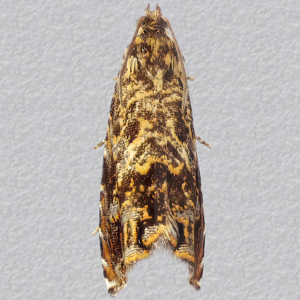 Image of Cherry Bark Tortrix - Enarmonia formosana