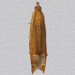 Image of Slender Rufous Tortrix - Lathronympha strigana*