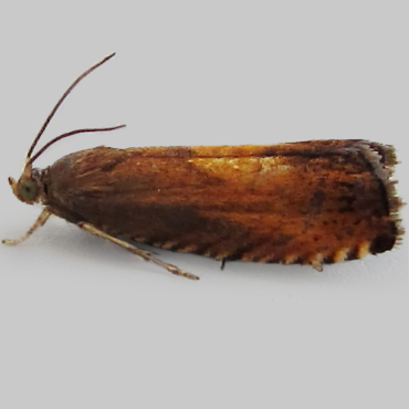 Picture of Sycamore Piercer - Pammene aurita