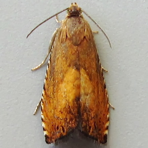 Image of Sycamore Piercer - Pammene aurita