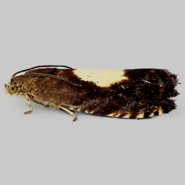 Picture of Regal Piercer - Pammene regiana*