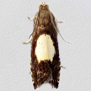 Image of Regal Piercer - Pammene regiana*