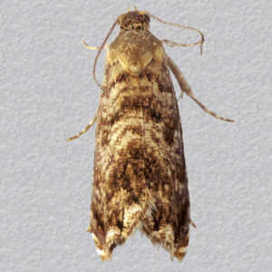 Image of Pale-bordered Piercer - Grapholita janthinana*