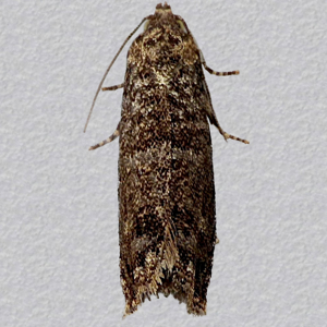 Image of Plum Fruit Moth - Grapholita funebrana*