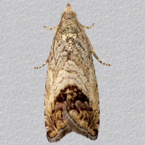 Image of Marbled Piercer - Cydia splendana