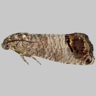 Picture of Codling Moth - Cydia pomonella