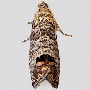 Image of Codling Moth - Cydia pomonella