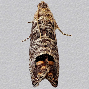 Image of Codling Moth - Cydia pomonella