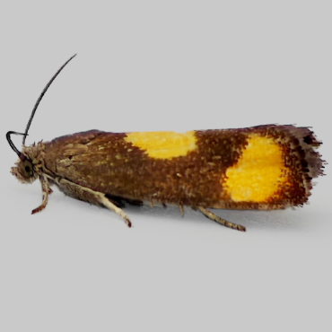 Picture of Orange-spot Piercer - Pammene aurana*