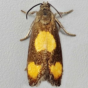 Image of Orange-spot Piercer - Pammene aurana*