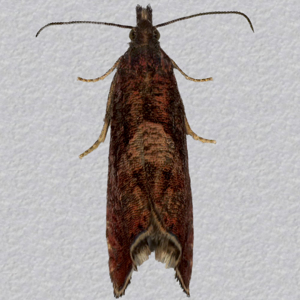 Image of Sharp-winged Drill - Dichrorampha acuminatana*