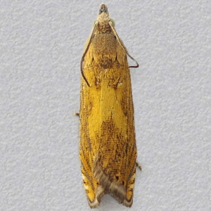 Image of Orange-spot Yarrow Moth - Dichrorampha vancouverana