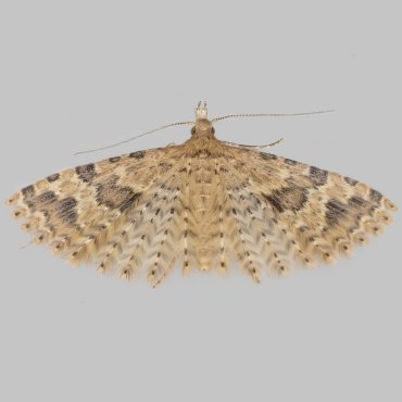 Picture of Twenty-plume Moth - Alucita hexadactyla