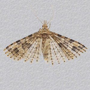 Image of Twenty-plume Moth - Alucita hexadactyla