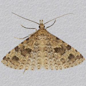 Image of Many-plume Moth - Alucita hexadactyla