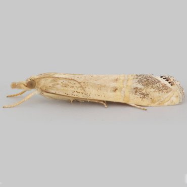 Picture of Silver-spotted Veneer - Euchromius ocellea*