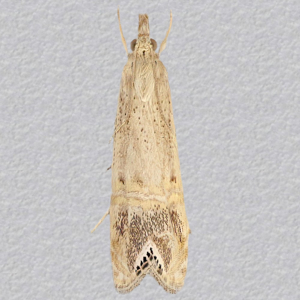 Image of Silver-spotted Veneer - Euchromius ocellea*