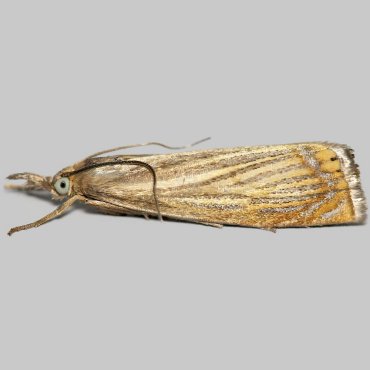 Picture of Garden Grass-veneer - Chrysoteuchia culmella