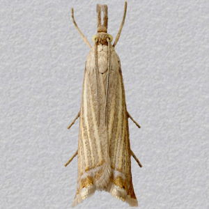 Image of Garden Grass-veneer - Chrysoteuchia culmella