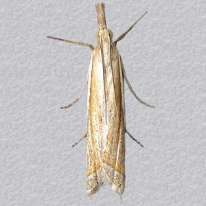 Image of Inlaid Grass-veneer - Crambus pascuella*