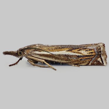 Picture of Hook-streak Grass-veneer - Crambus lathoniellus