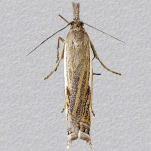 Image of Hook-streak Grass-veneer - Crambus lathoniellus