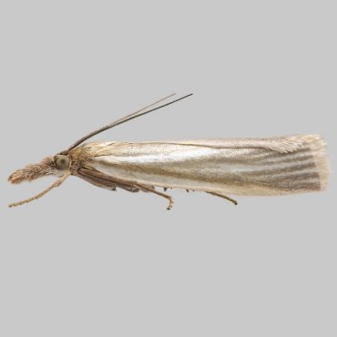 Picture of Satin Grass-veneer - Crambus perlella f. warringtonellus.