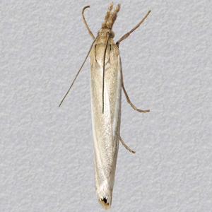 Image of Satin Grass-veneer - Crambus perlella f. warringtonellus.