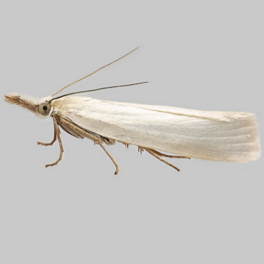 Picture of Satin Grass-veneer - Crambus perlella