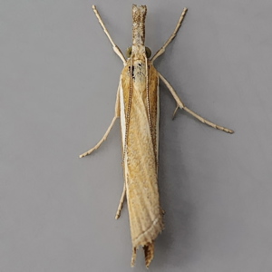 Image of Pale-streak Grass-veneer - Agriphila selasella*