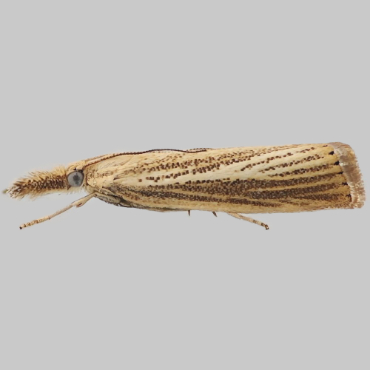 Picture of Straw Grass-veneer - Agriphila straminella