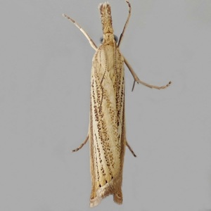 Image of Straw Grass-veneer - Agriphila straminella