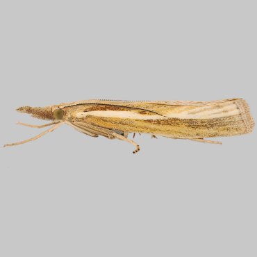 Picture of Common Grass-veneer - Agriphila tristella*