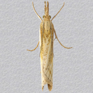 Image of Common Grass-veneer - Agriphila tristella*