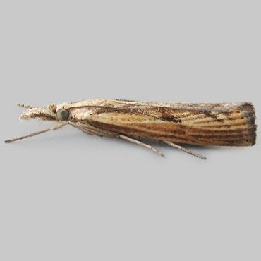 Picture of Barred Grass-veneer - Agriphila inquinatella*