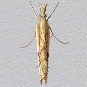 Image of Barred Grass-veneer - Agriphila inquinatella*