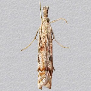 Image of Elbow-stripe Grass-veneer - Agriphila geniculea*