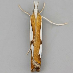 Image of Pearl-band Grass-veneer - Catoptria pinella*