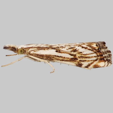 Picture of Chequered Grass-veneer - Catoptria falsella*