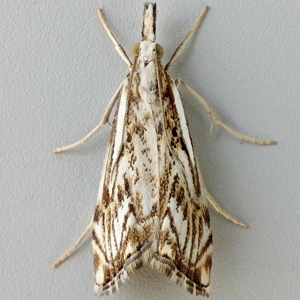 Image of Chequered Grass-veneer - Catoptria falsella*