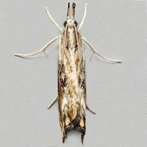 Image of Marbled Grass-veneer - Catoptria verellus